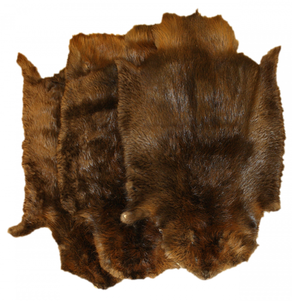beaver skin Dark brown beaver pelt beaver fur real beaver fur beaver hide