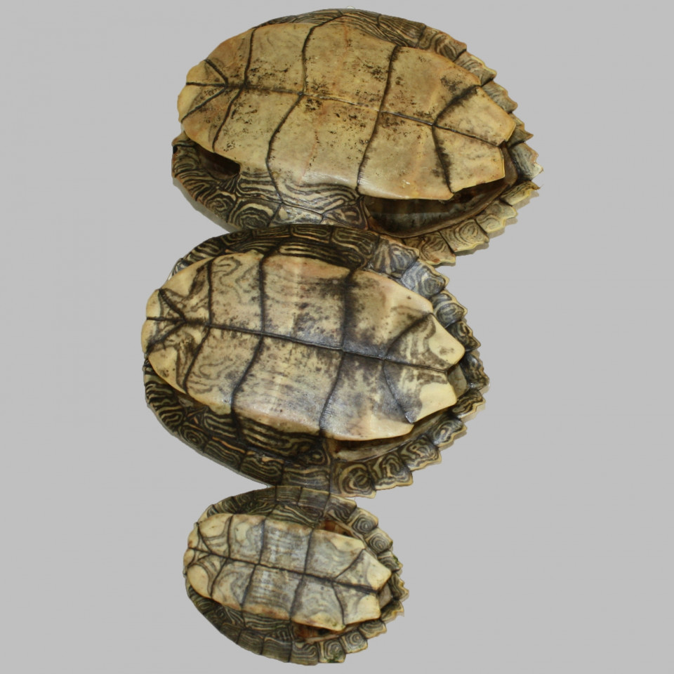 Glacier Wear - Map Turtle Shells For Sale