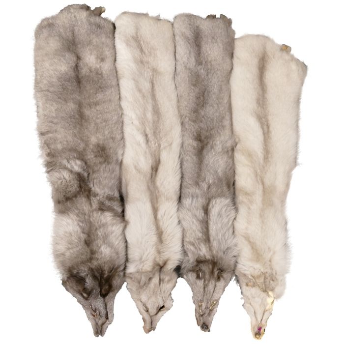Glacier Wear - SAGA Blue Fox Fur Pelts For Sale