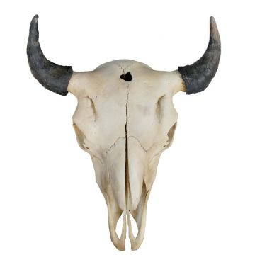 North American Buffalo Skull