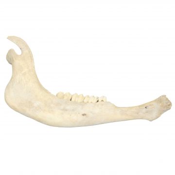 Buffalo Lower Jaw Bone