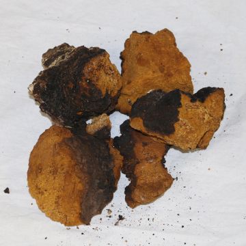 Dried Wild Chaga Mushroom