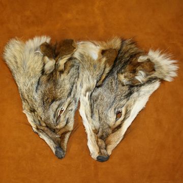 Coyote Face - #1 First Quality