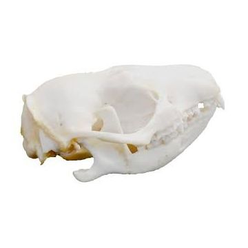 Hedgehog Skull