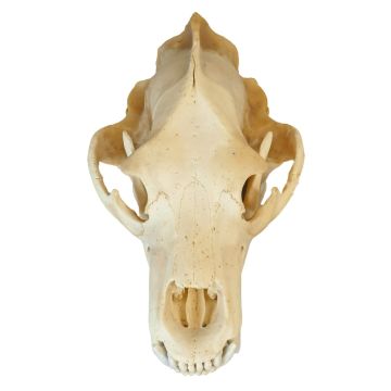Grizzly Bear Skull - A