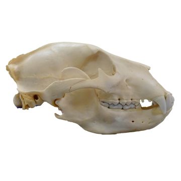 Grizzly Bear Skull - C