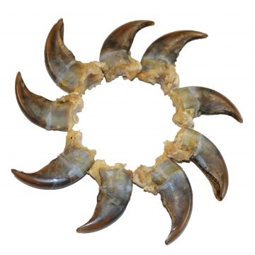 Genuine Rear Grizzly Bear Claw (1.50-2.00 Inches)