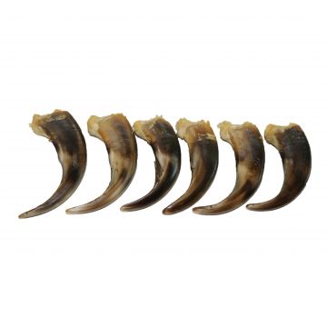 Genuine Front Grizzly Bear Claw (4.00 To 4.50 Inches)