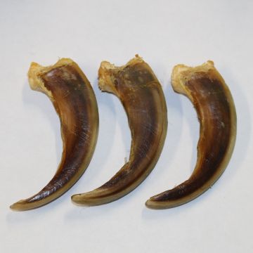 Genuine Front Grizzly Bear Claw (3.50-4.00 Inches)