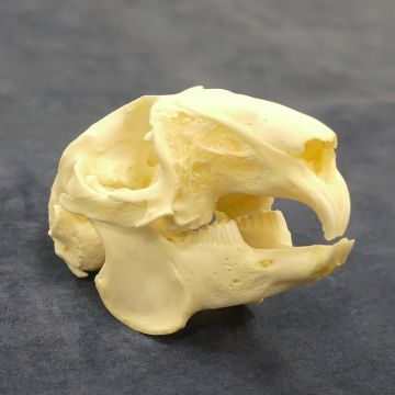 Jack Rabbit Skull 