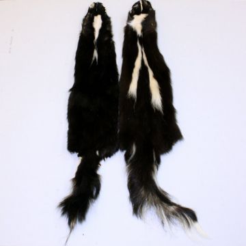 Skunk Pelt - Narrow/Partial Stripe