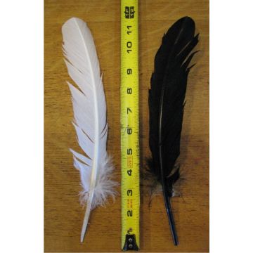 Black Or White Turkey Feathers - (Qty 20)