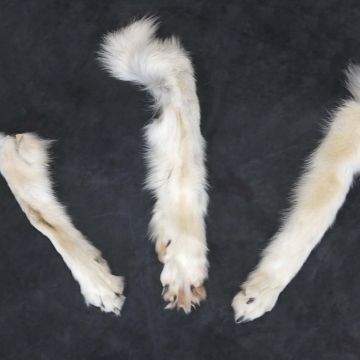 Front Wolf Paw with Claws